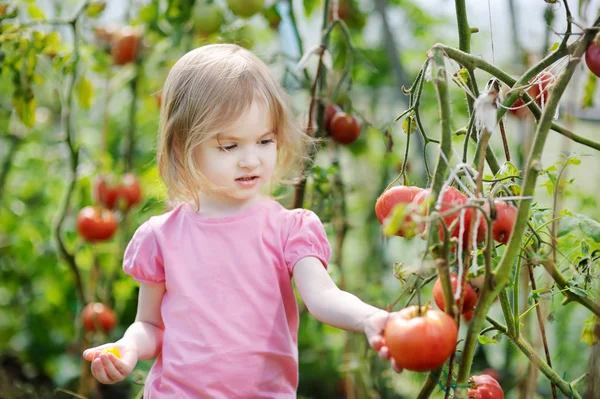 愛らしい少女は庭でトマトを選ぶ — ストック写真