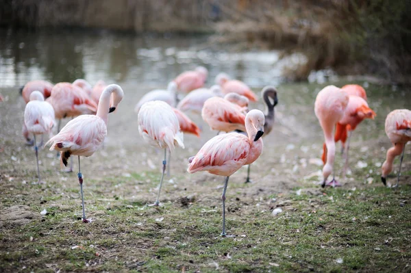 Pájaros flamencos rosados — Foto de Stock