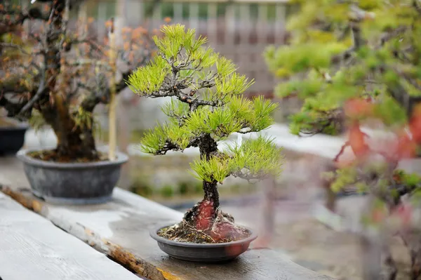 Bonsai 나무의 행 — 스톡 사진
