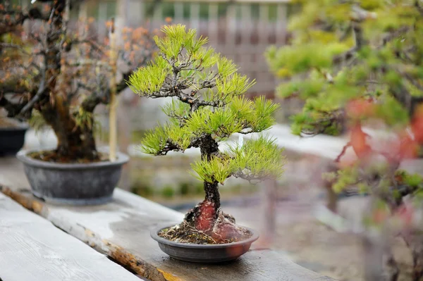 Bonsai fák sorban — Stock Fotó