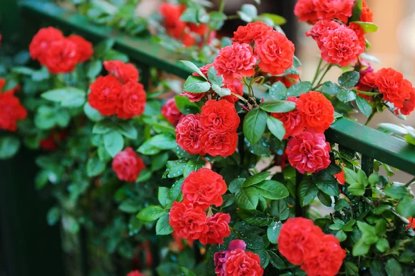 Detail of roses bush as floral background