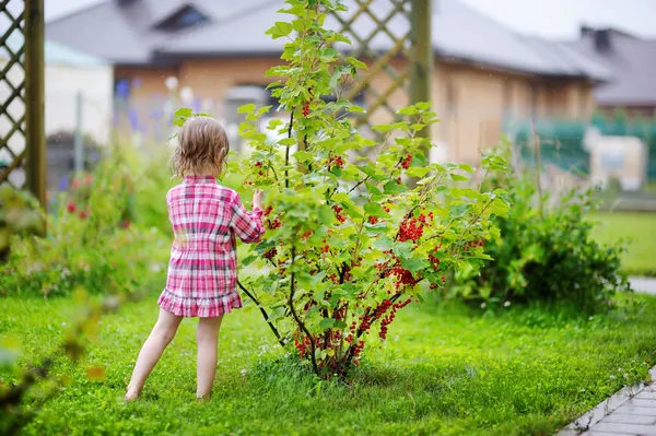 Kleines Mädchen pflückt rote Johannisbeeren — Stockfoto