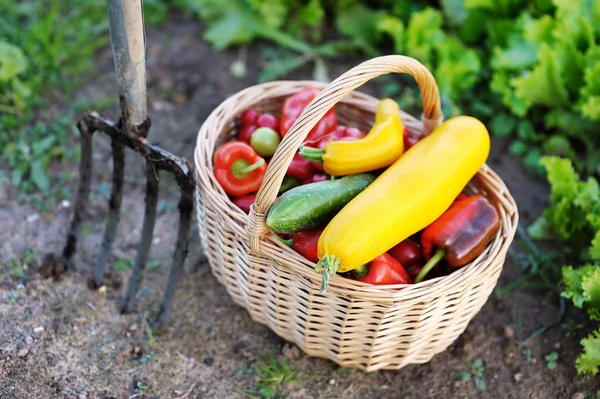 Čerstvá ekologická zelenina v košíku — Stock fotografie