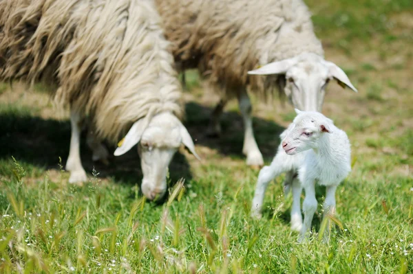 Ein Lamm auf italienischen Feldern — Stockfoto