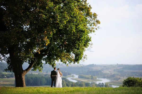 Novia y novio de pie debajo de un roble — Foto de Stock