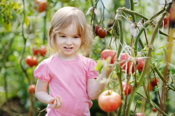 Entzückendes Mädchen beim Tomatenpflücken im Garten — Stockfoto