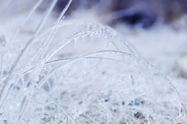 Gras mit Eis bedeckt — Stockfoto