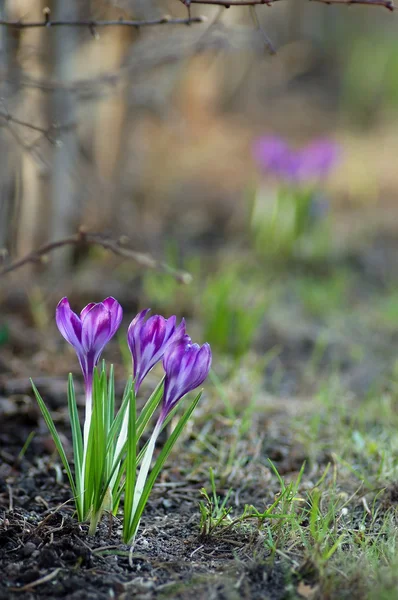 Erken ilkbaharda Çiğdem çiçek — Stok fotoğraf