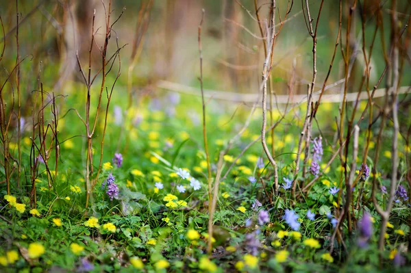 Barevné květy na konci jara nebo v létě — Stock fotografie