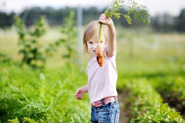 Adorable girl picking carrots in a garden — Stock Photo, Image