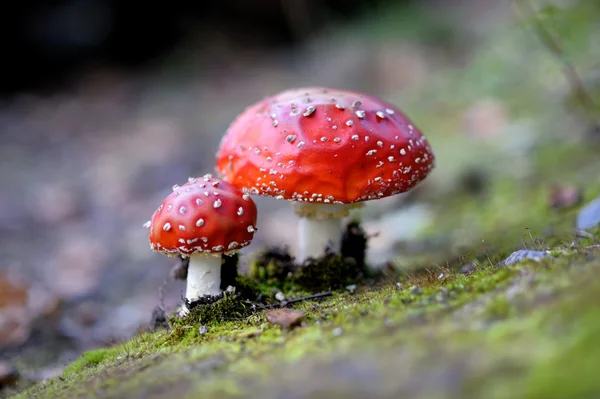 Muchomůrka amanita muscaria houby — Stock fotografie