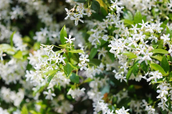 Närbild på jasmine bush — Stockfoto