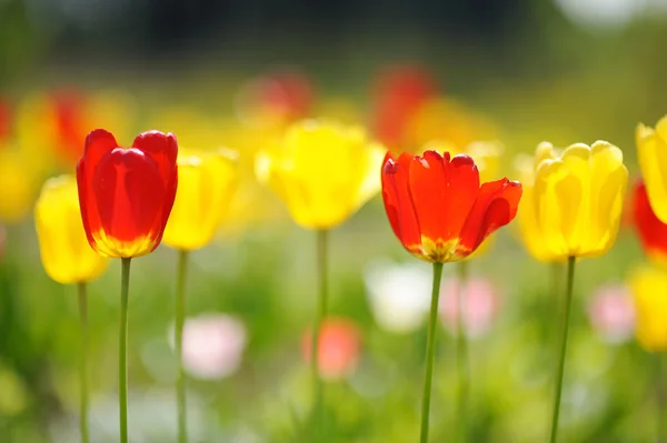 Lots of tulips during a springtime — Stock Photo, Image