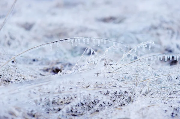 Gras mit Eis bedeckt — Stockfoto