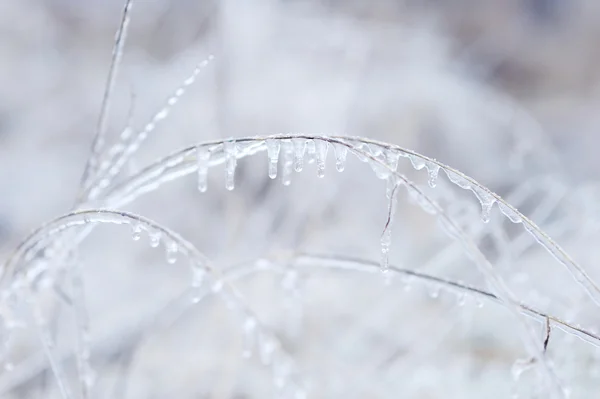 Gras mit Eis bedeckt — Stockfoto