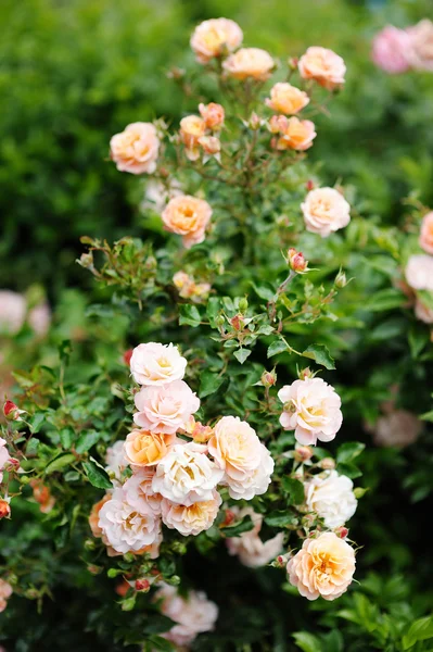 Détail de la roseraie comme fond floral — Photo