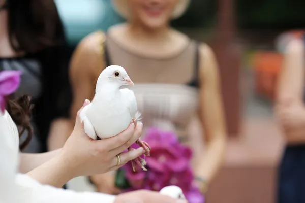 Een witte duif op Bruidskamer handen — Stockfoto