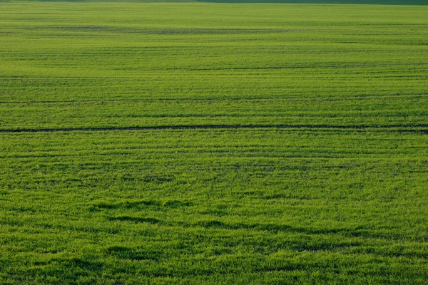 Groen grasveld — Stockfoto