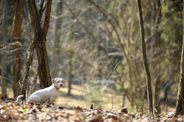 En hund i en skog med våren — Stockfoto