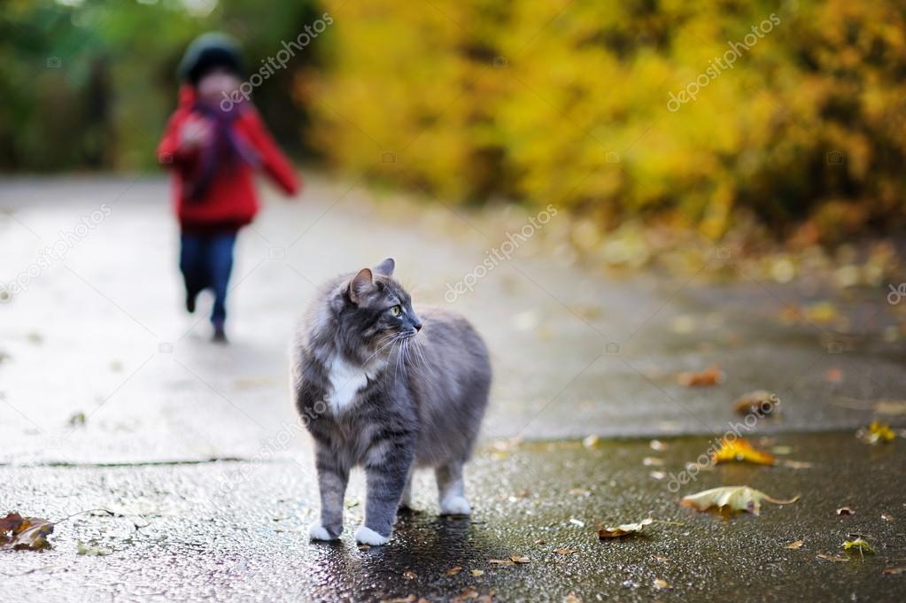 Gray cat and a child on autumn day