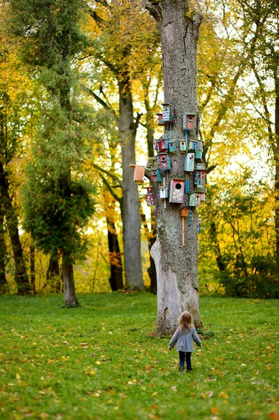 Un sacco di scatole di nidificazione su un albero — Foto Stock