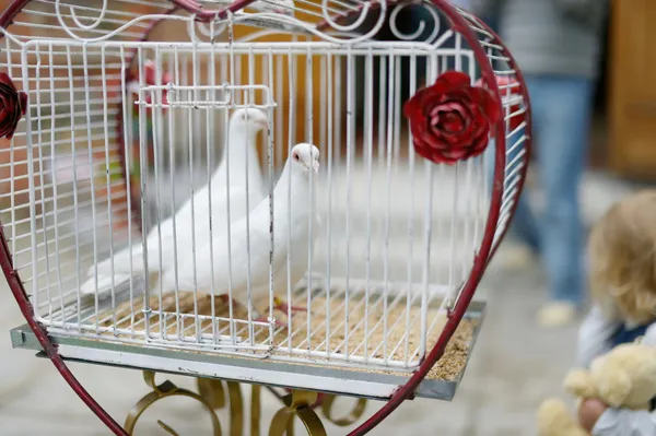 Duas pombas de casamento como símbolo de amor — Fotografia de Stock