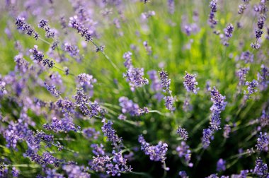 Lavanta çiçek çiçek açan bir alana