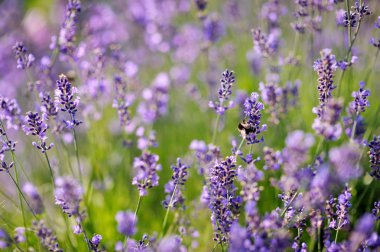 Lavanta çiçek çiçek açan bir alana