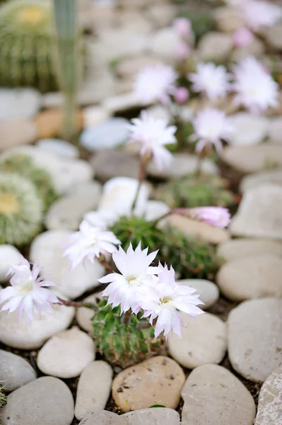 Aylostera narvaecensis cactus — Stock Photo, Image