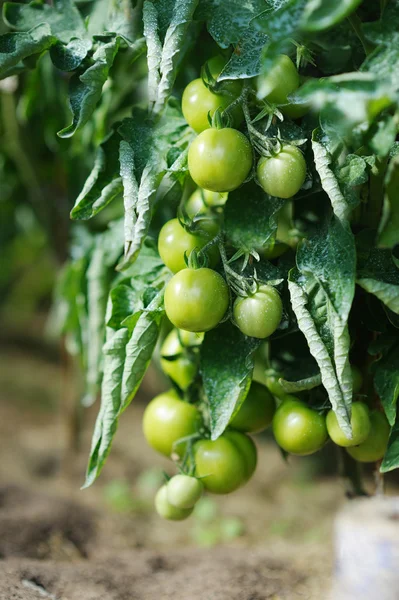 Planta de tomate verde pulverizada com mistura química — Fotografia de Stock