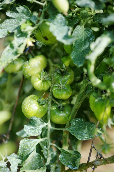 Gröna tomatplantor besprutas med kemisk blandning — Stockfoto