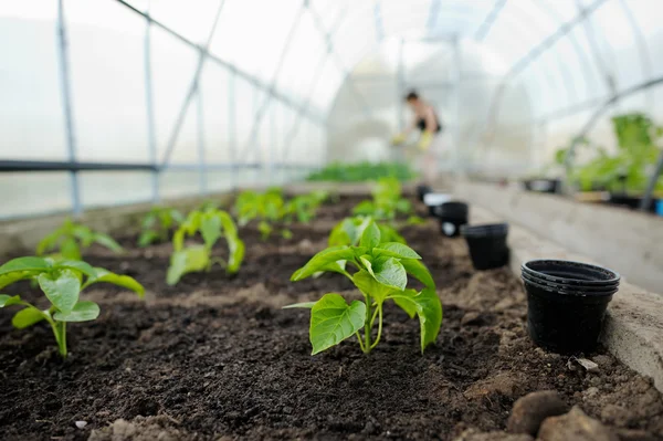 Junge Paprika-Sämlinge — Stockfoto