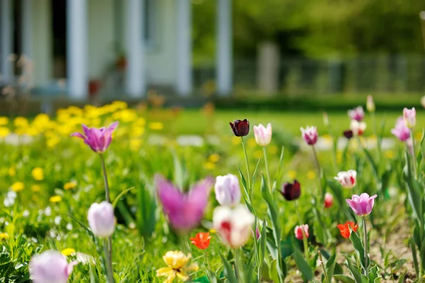 Bellissimi tulipani colorati di fronte a una casa — Foto Stock