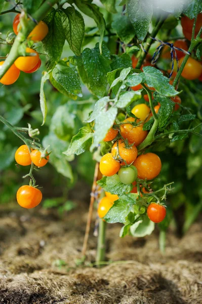 Groene tomatenplant gespoten met chemische mengsel — Stockfoto