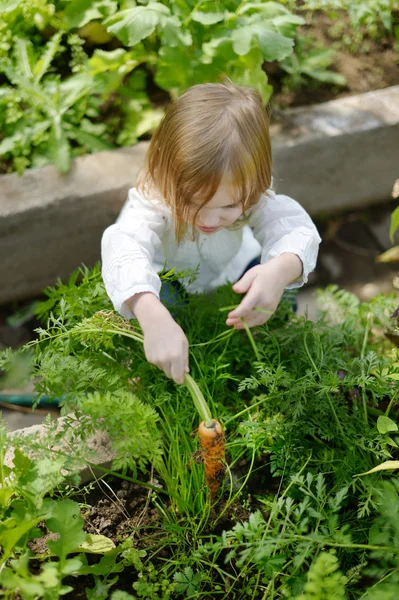 Menina adorável escolhendo cenouras em um jardim — Fotografia de Stock