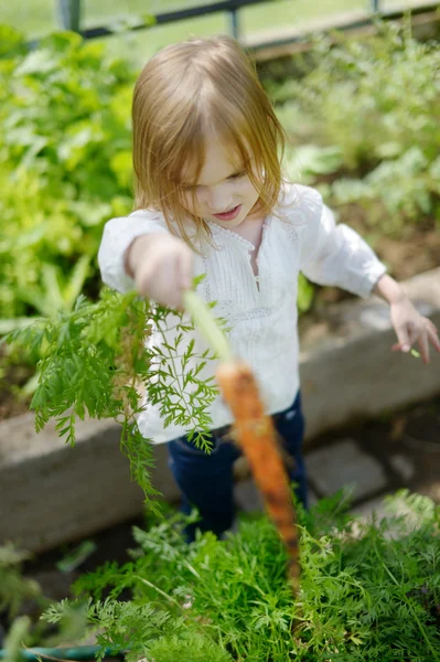 Entzückendes Mädchen beim Möhrenpflücken im Garten — Stockfoto