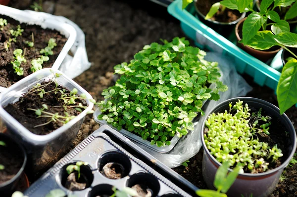 Young strawberry seedlings — Stock Photo, Image