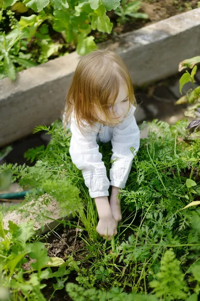 Entzückendes Mädchen beim Möhrenpflücken im Garten — Stockfoto