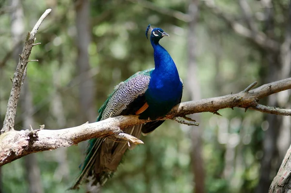 Un pavo real sentado en una rama de árbol — Foto de Stock