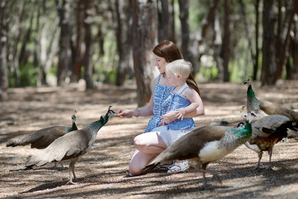 年轻的母亲和儿童喂养一只孔雀 — 图库照片