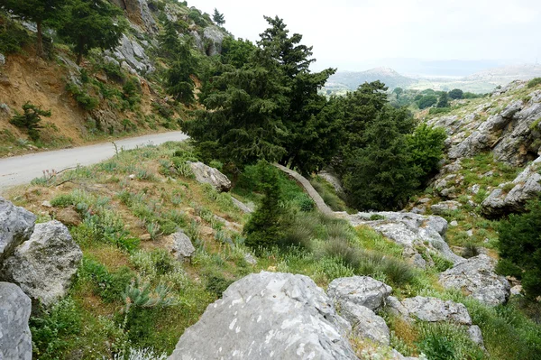 Kos Adası'nın güzel flora — Stok fotoğraf