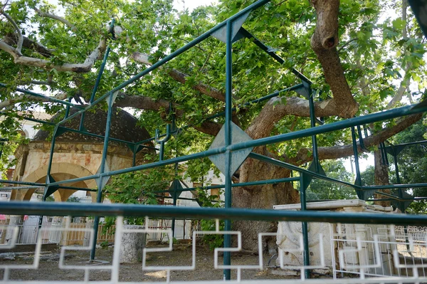 Avion Arbre d'Hippocrate dans la ville de Kos — Photo