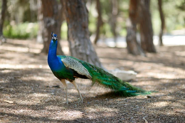 A peacock — Stock Photo, Image