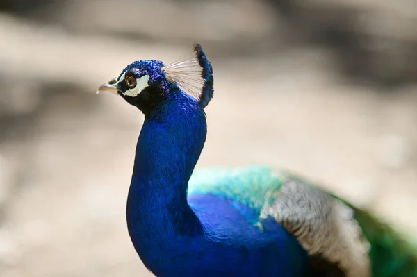 A peacock — Stock Photo, Image