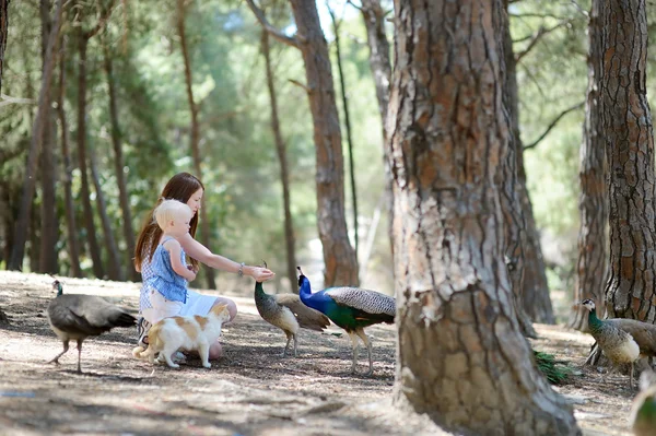 Mamă tânără și un copil care hrănesc un păun — Fotografie, imagine de stoc