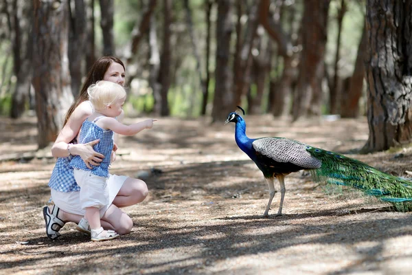 Young mother and a child feeding a peacock — Stock Photo, Image