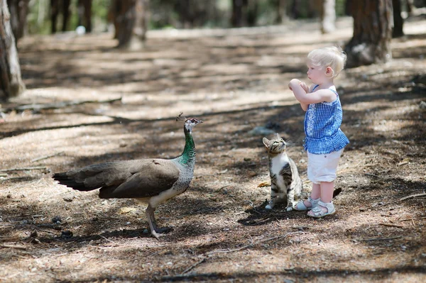 Adorável menina criança alimentando um pavão — Fotografia de Stock