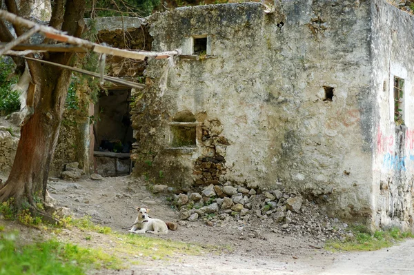 Un perro tendido junto a una casa muy vieja — Foto de Stock