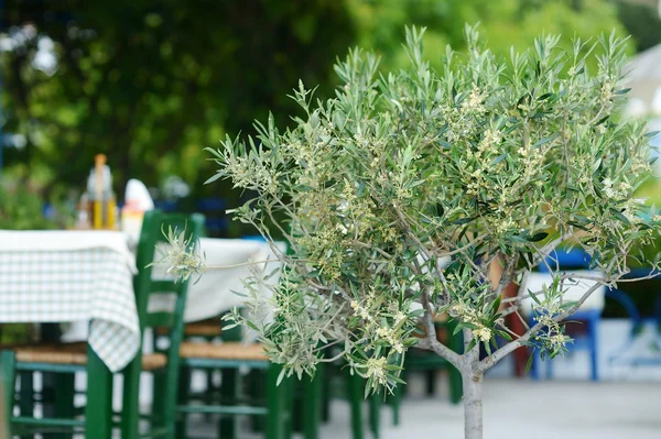 Blossoming olive tree in greek outdoor cafe — Stock Photo, Image