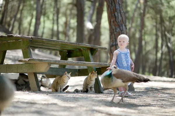 Adorable toddler girl feeding peacocks — Stock Photo, Image